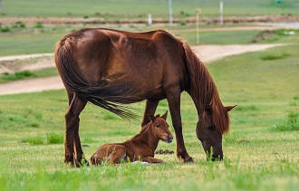 Pferd mit Pfohlen