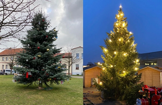 Weihnachtsbäume © Gemeinde Ahrensfelde