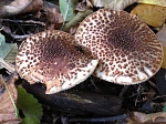 Lepiota echinacea.JPG